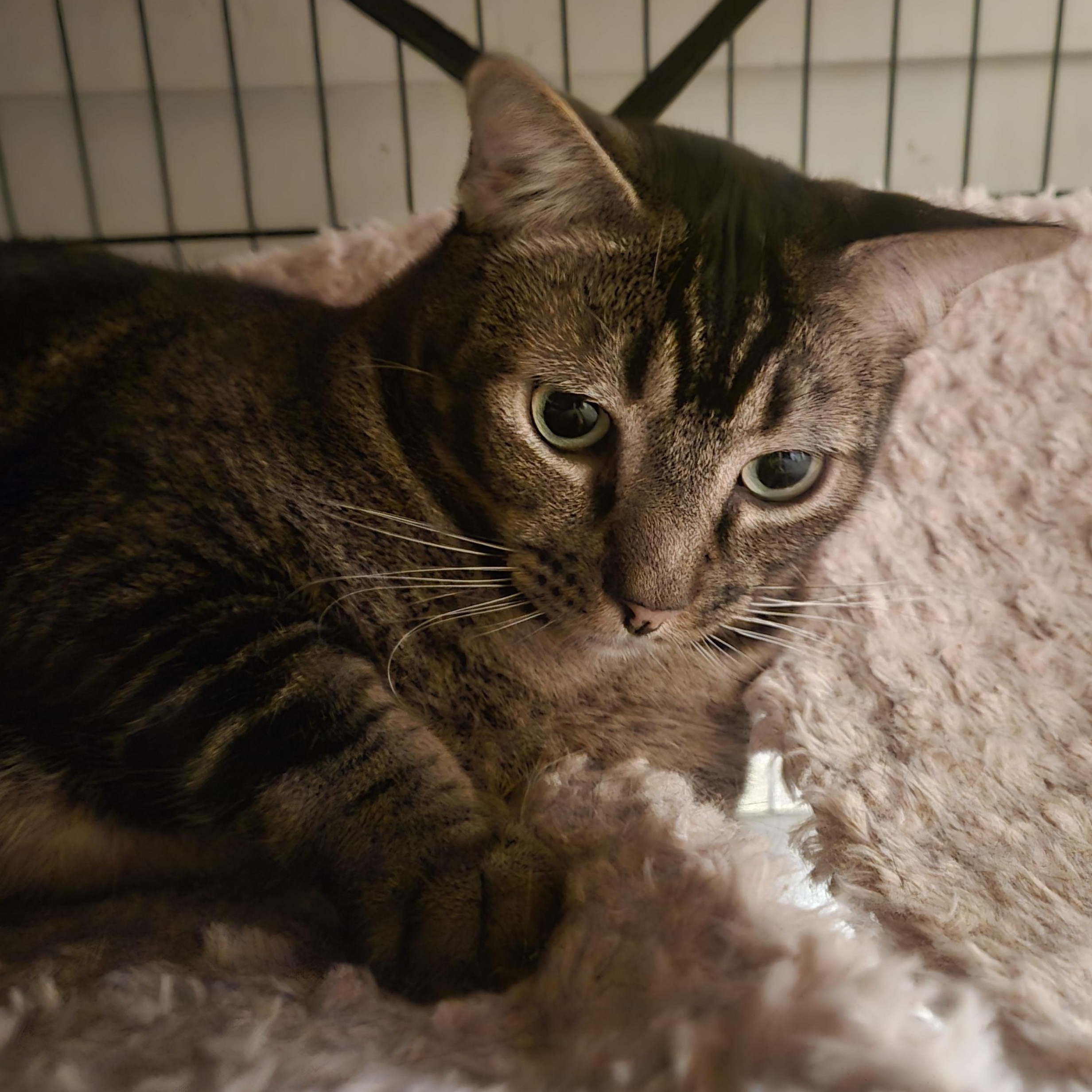 Dario, an adoptable Domestic Short Hair, Tabby in Monrovia, CA, 91016 | Photo Image 4