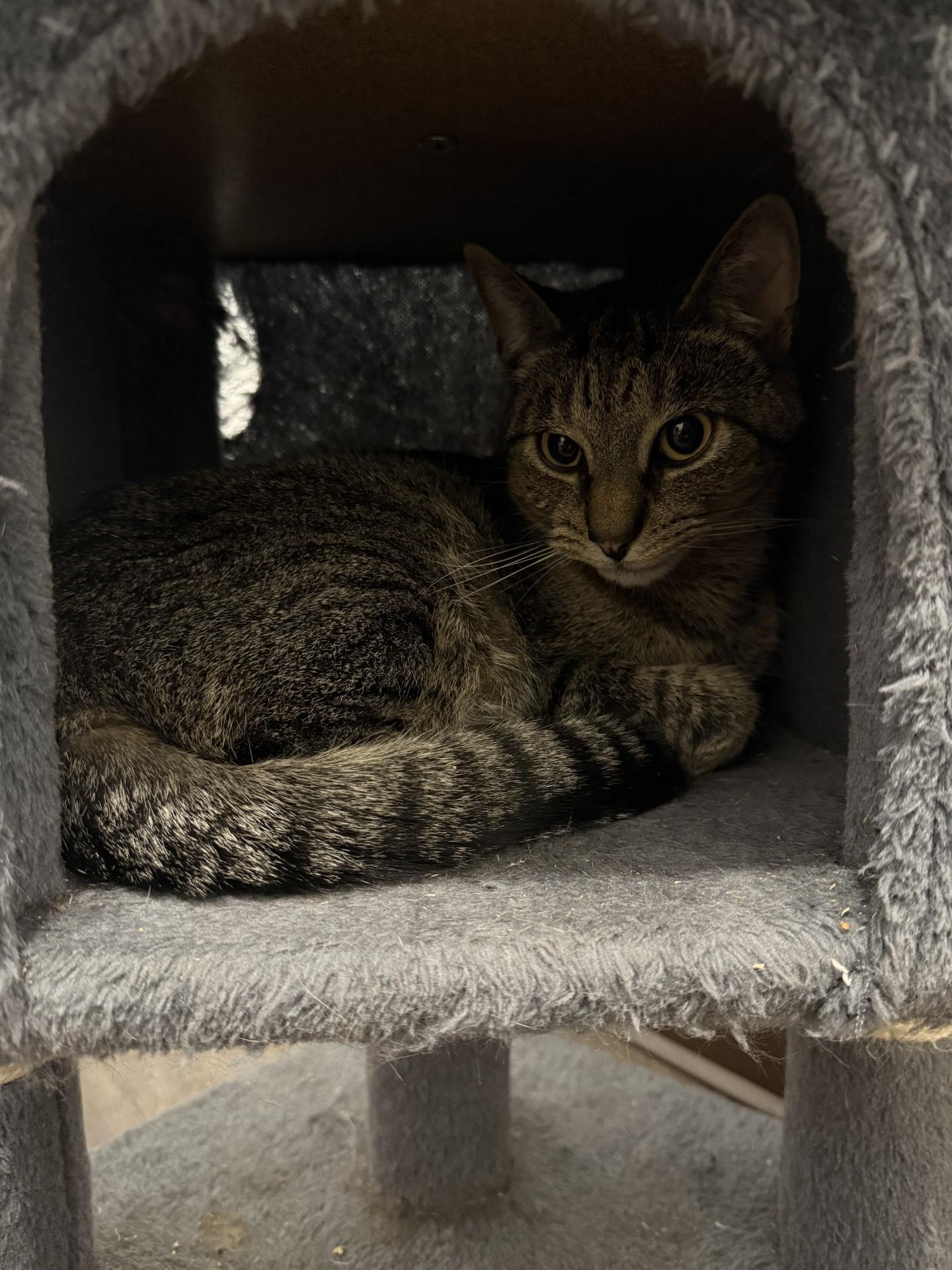Wasabi, Adoptable, Young Male Tabby.