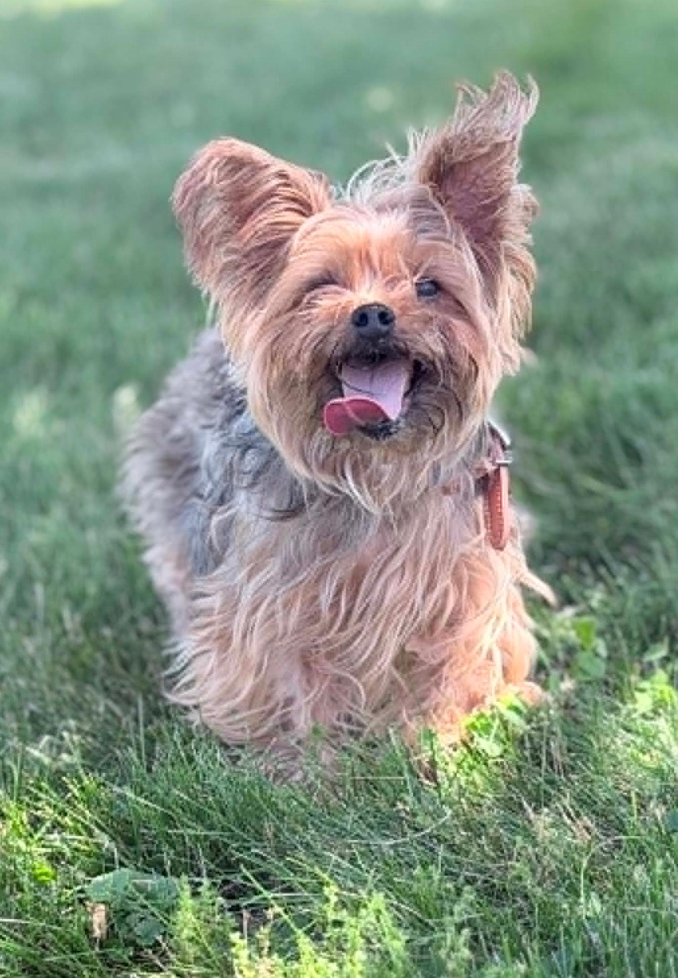 Wally, an adopted Yorkshire Terrier in Wapakoneta, OH image 2/5