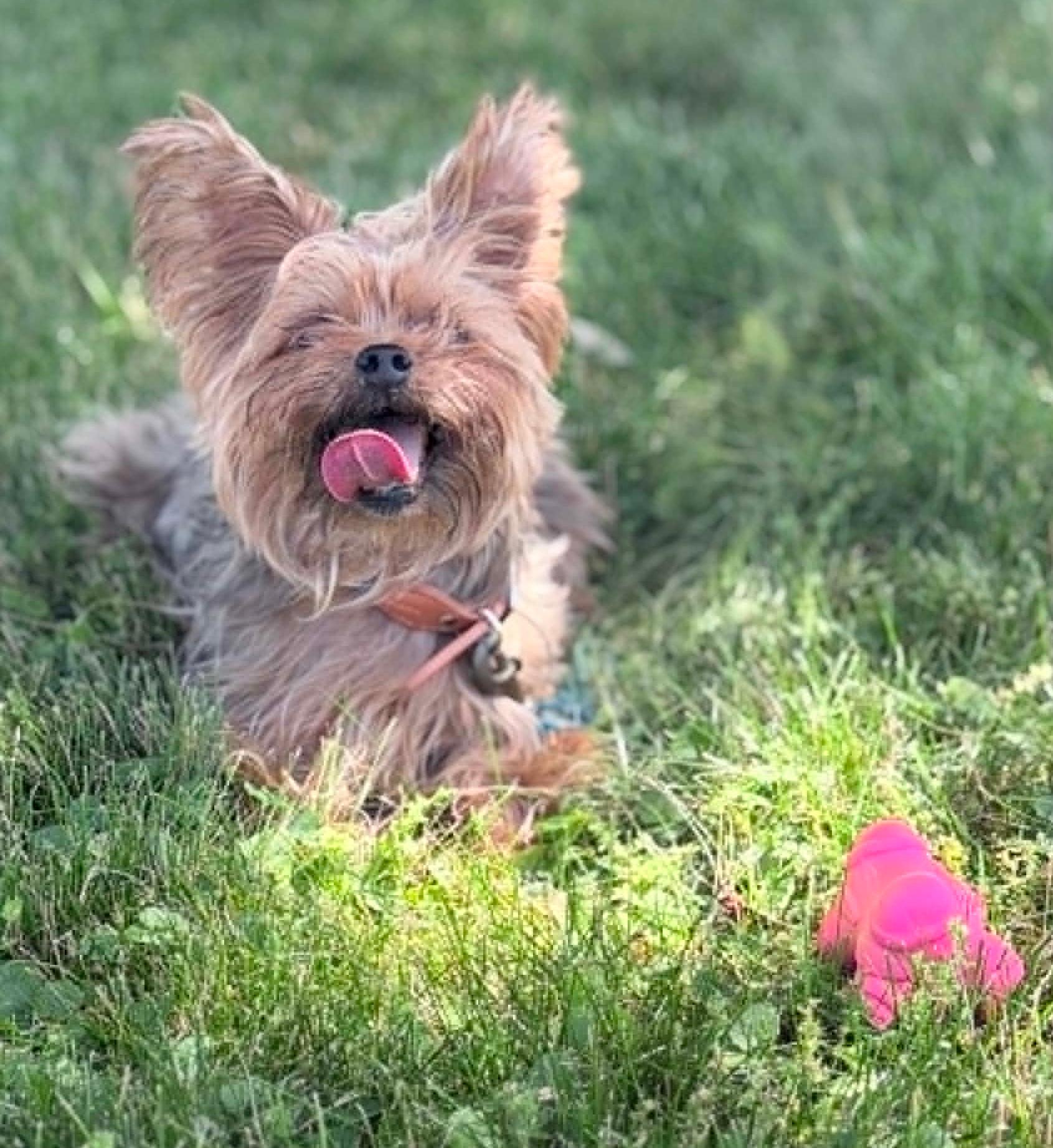 Wally, an adopted Yorkshire Terrier in Wapakoneta, OH image 4/5