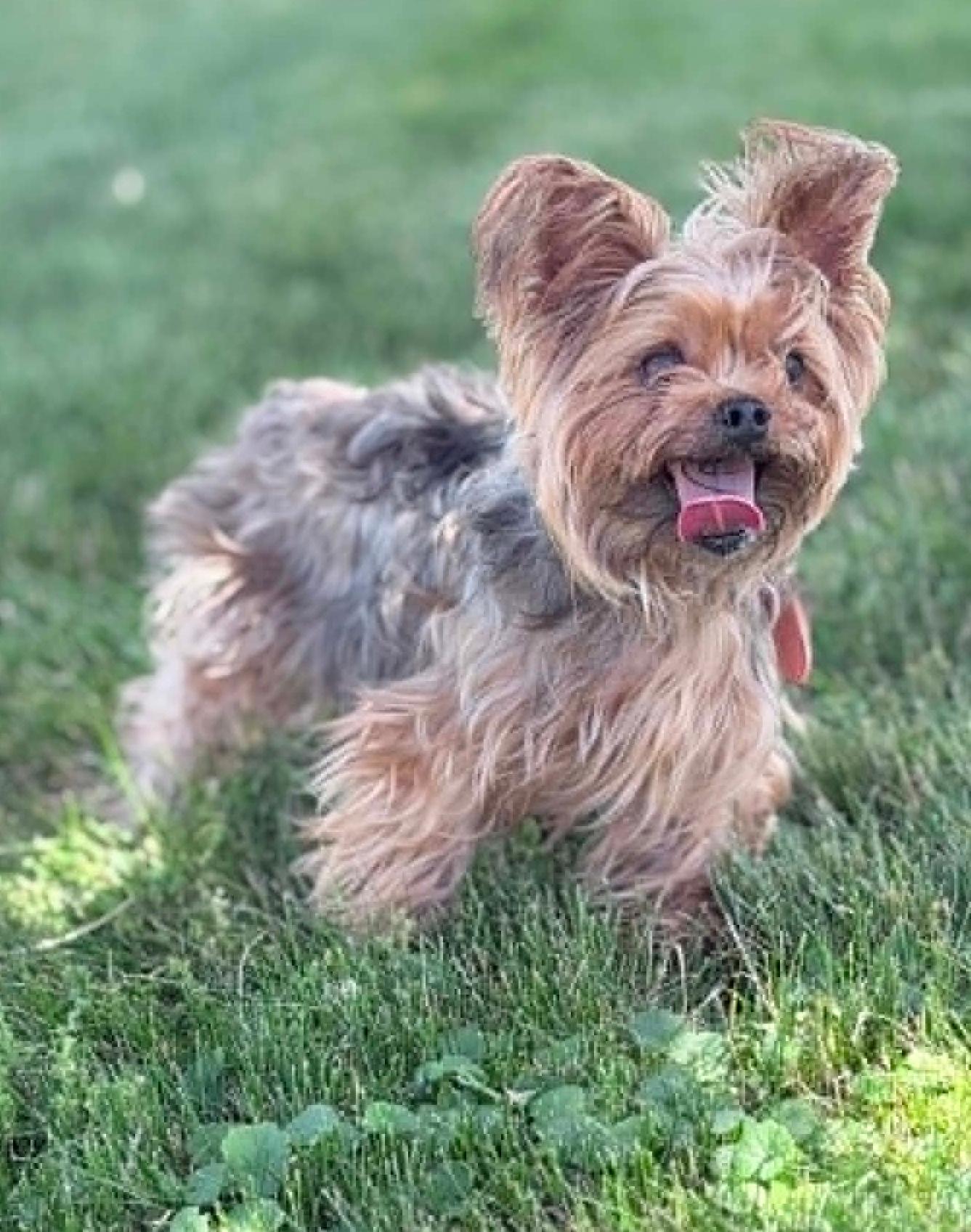 Wally, an adopted Yorkshire Terrier in Wapakoneta, OH image 5/5
