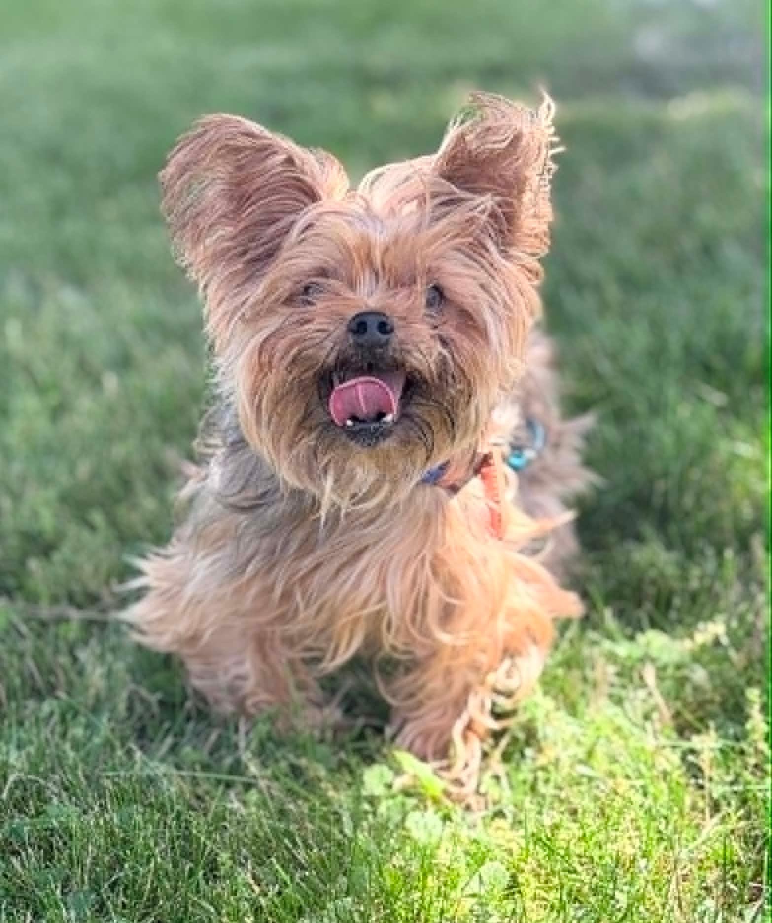 Wally, adopted, Adult Male Yorkshire Terrier.