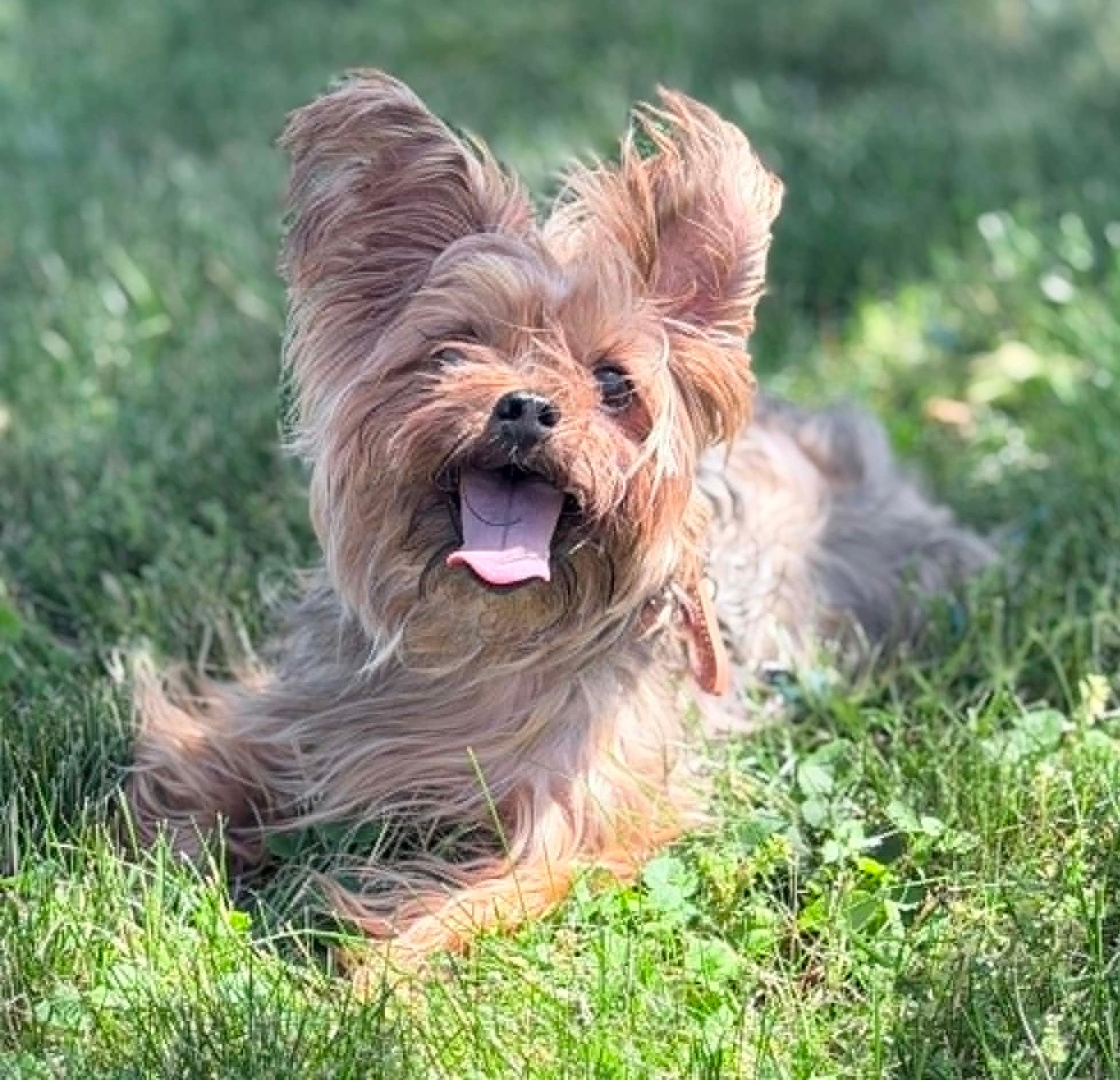 Wally, an adopted Yorkshire Terrier in Wapakoneta, OH image 3/5