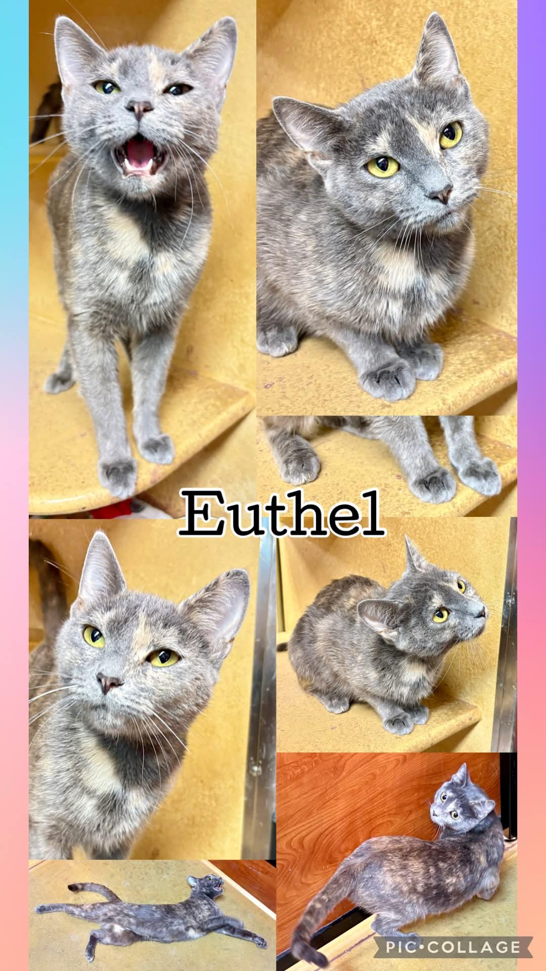 EUTHEL photo