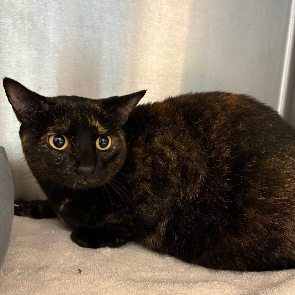 Moon Pie, Adoptable, Adult Female Domestic Short Hair & Mixed Breed.