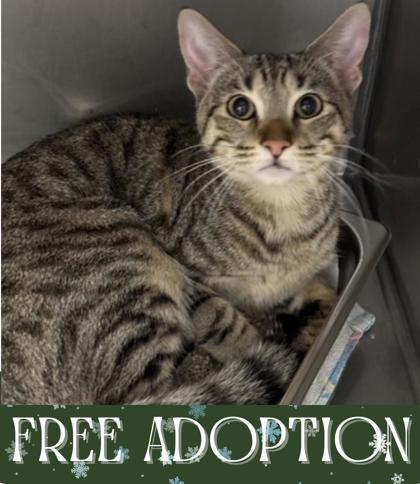 Donner, Adoptable, Adult Male Domestic Short Hair & Domestic Short Hair.