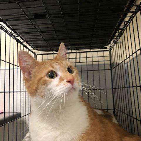 Aniken, Adoptable, Adult Female Domestic Short Hair.