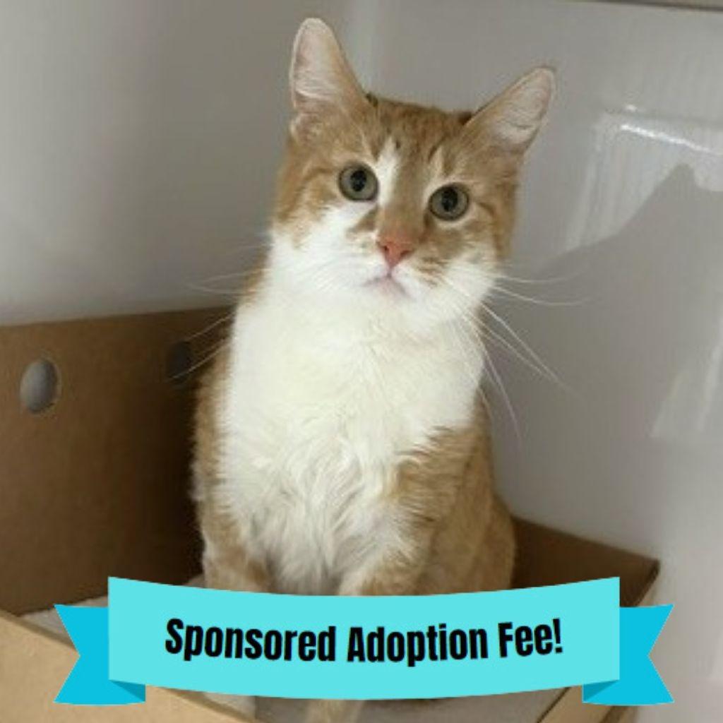 Enlarge Aniken, a Adoptable Domestic Short Hair in Novelty, OH image 2/2