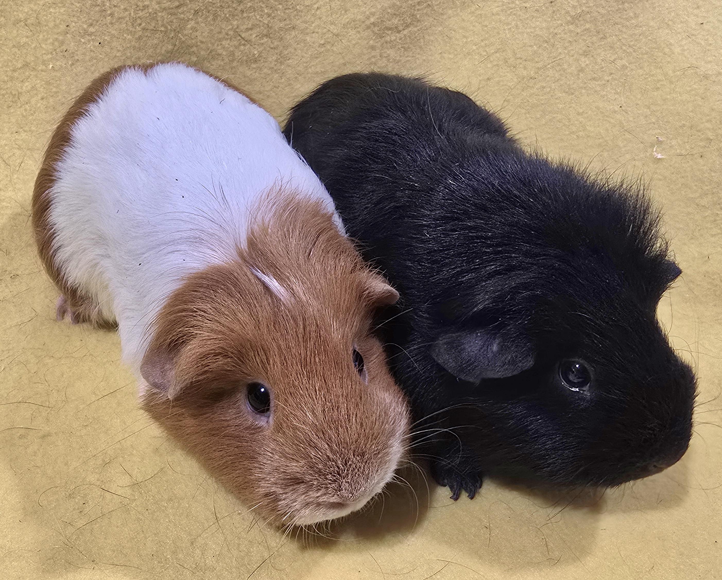 Enlarge Olivia and Kira, an adopted Guinea Pig in New Kensington, PA image 1/4