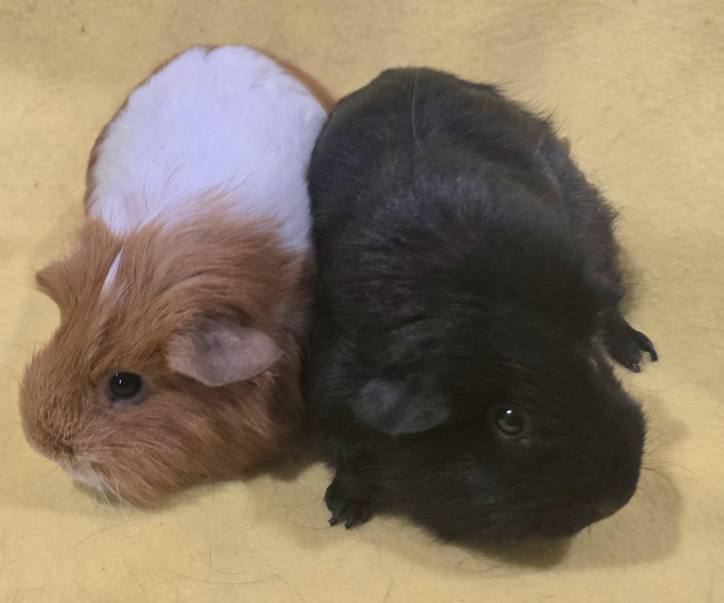 Enlarge Olivia and Kira, an adopted Guinea Pig in New Kensington, PA image 3/4