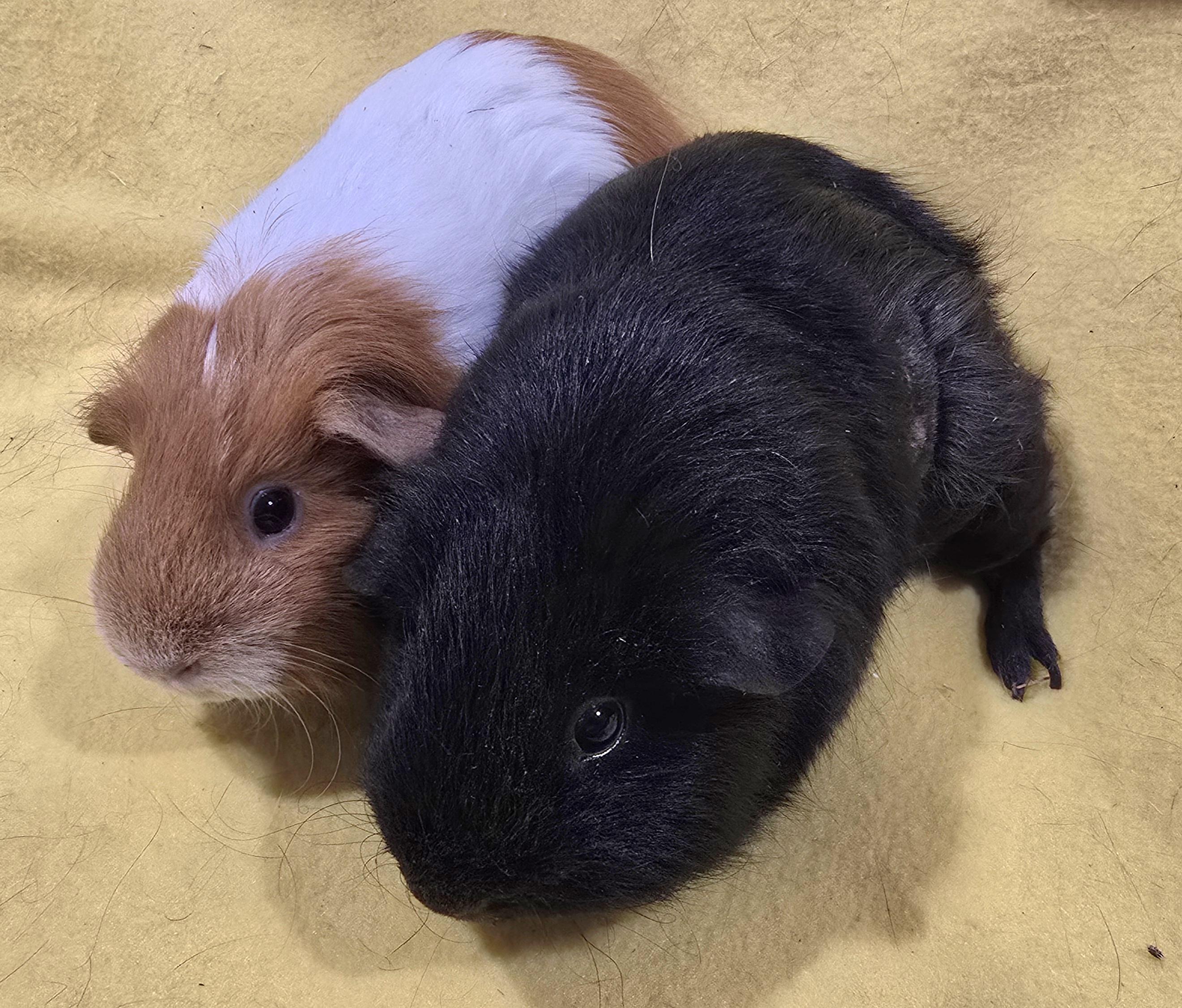 Enlarge Olivia and Kira, an adopted Guinea Pig in New Kensington, PA image 2/4