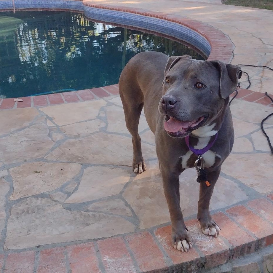 Enlarge Tyla, an adoptable mixed breed in Hayward, CA image 6/6