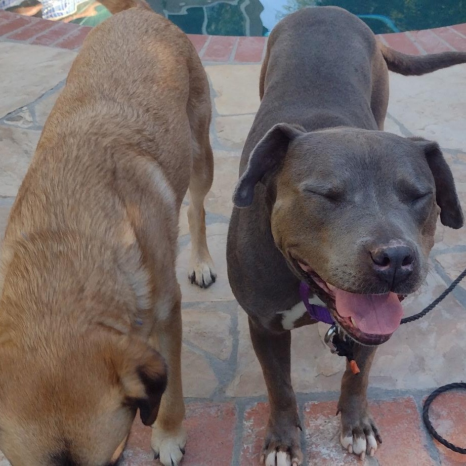 Enlarge Tyla, an adoptable mixed breed in Hayward, CA image 3/6