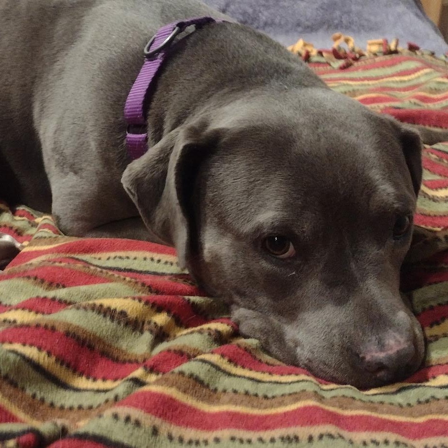 Enlarge Tyla, an adoptable mixed breed in Hayward, CA image 4/6