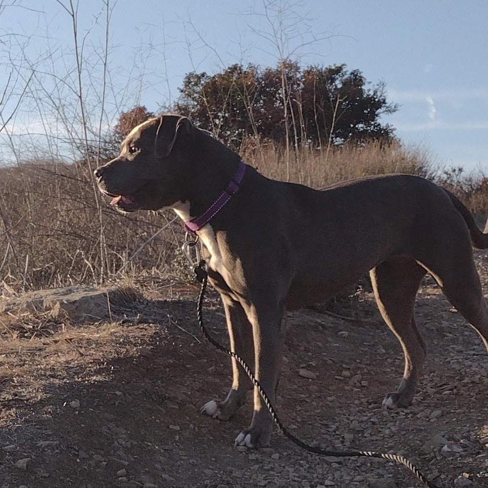 Enlarge Tyla, an adoptable mixed breed in Hayward, CA image 5/6