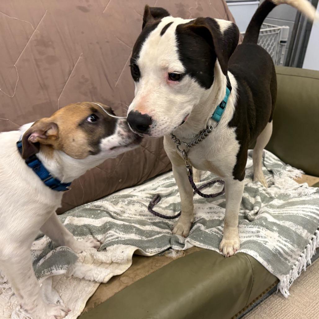 Enlarge Spot, a Adoptable Mixed Breed in Wheeling, IL image 1/6