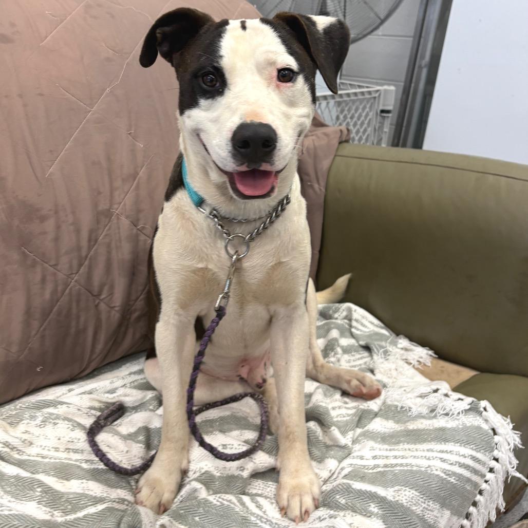 Enlarge Spot, a Adoptable Mixed Breed in Wheeling, IL image 2/6