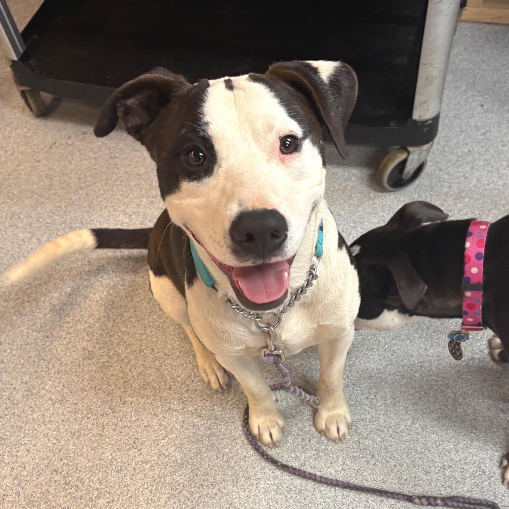 Enlarge Spot, a Adoptable Mixed Breed in Wheeling, IL image 3/6