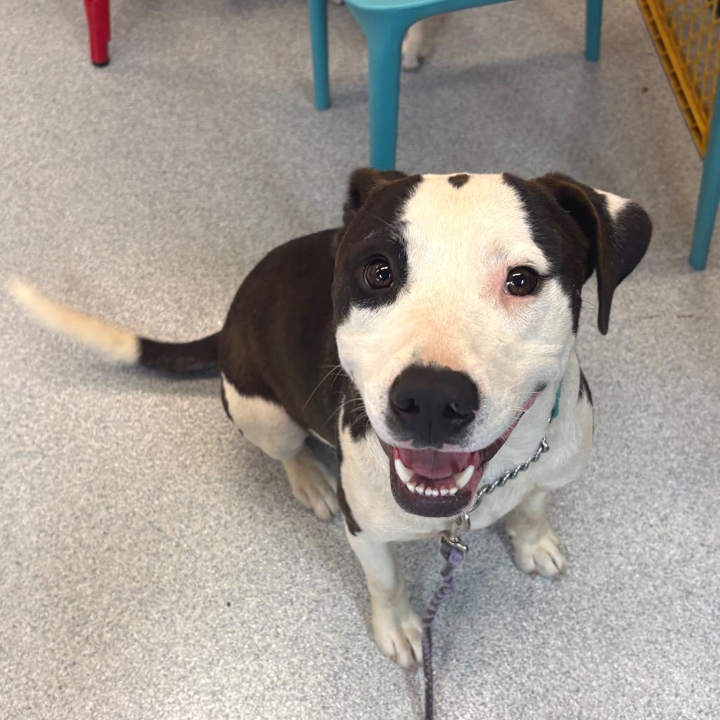 Enlarge Spot, a Adoptable Mixed Breed in Wheeling, IL image 4/6