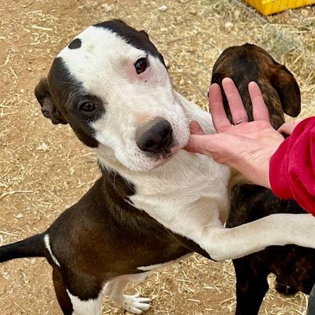 Enlarge Spot, a Adoptable Mixed Breed in Wheeling, IL image 5/6