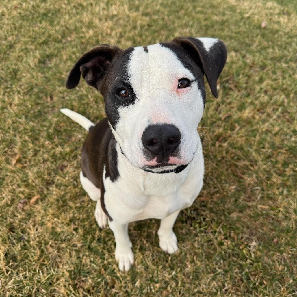 Enlarge Spot, a Adoptable Mixed Breed in Wheeling, IL image 6/6