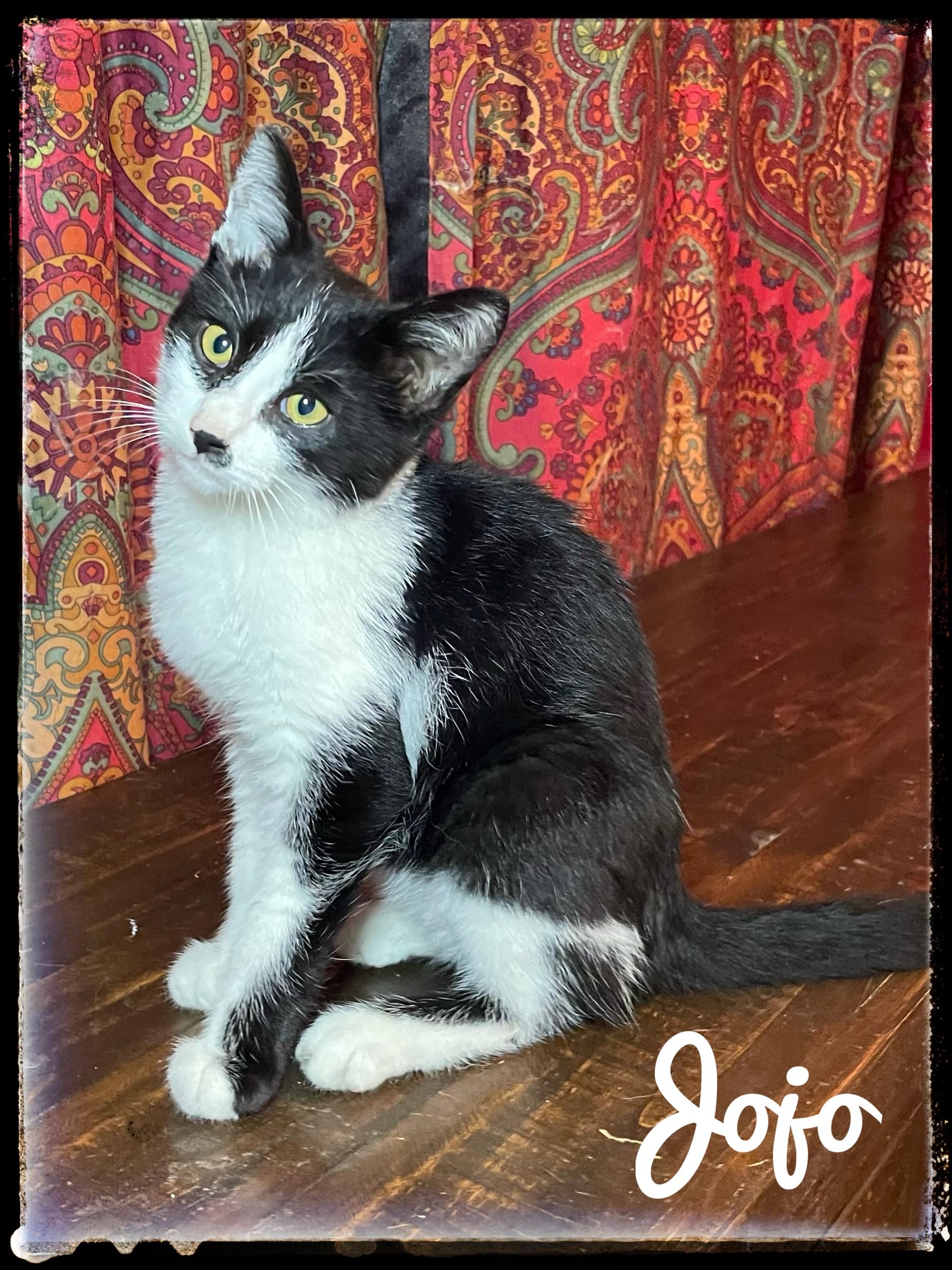 Enlarge Jojo, a Adoptable Domestic Short Hair in El Cajon, CA image 1/1