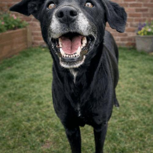 Ellie, Adoptable, Young Female Black Labrador Retriever & Chihuahua.