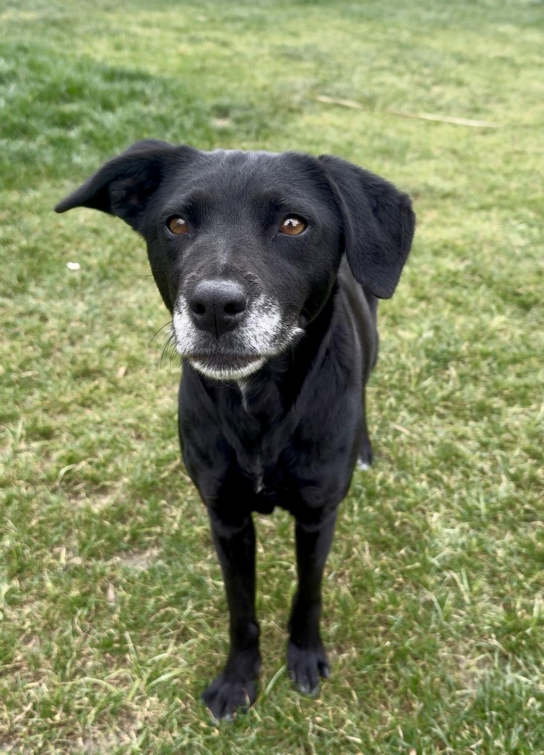 Ellie, a Adoptable mixed breed in Coachella, CA image 2/2