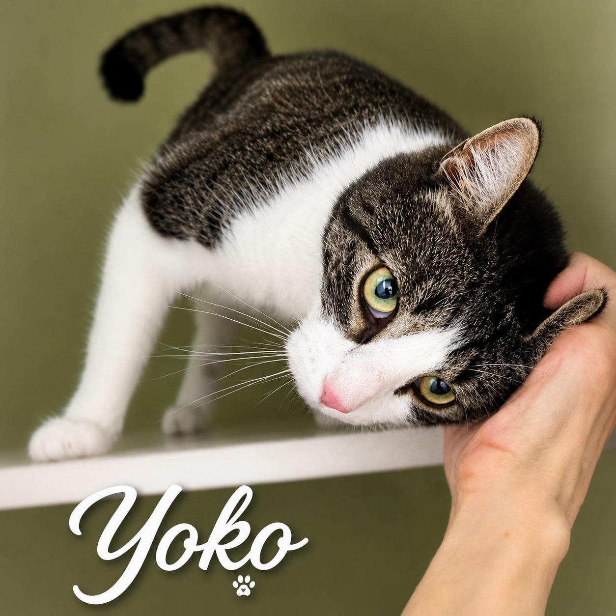 Yoko, an adopted mixed breed in New York, NY image 3/4