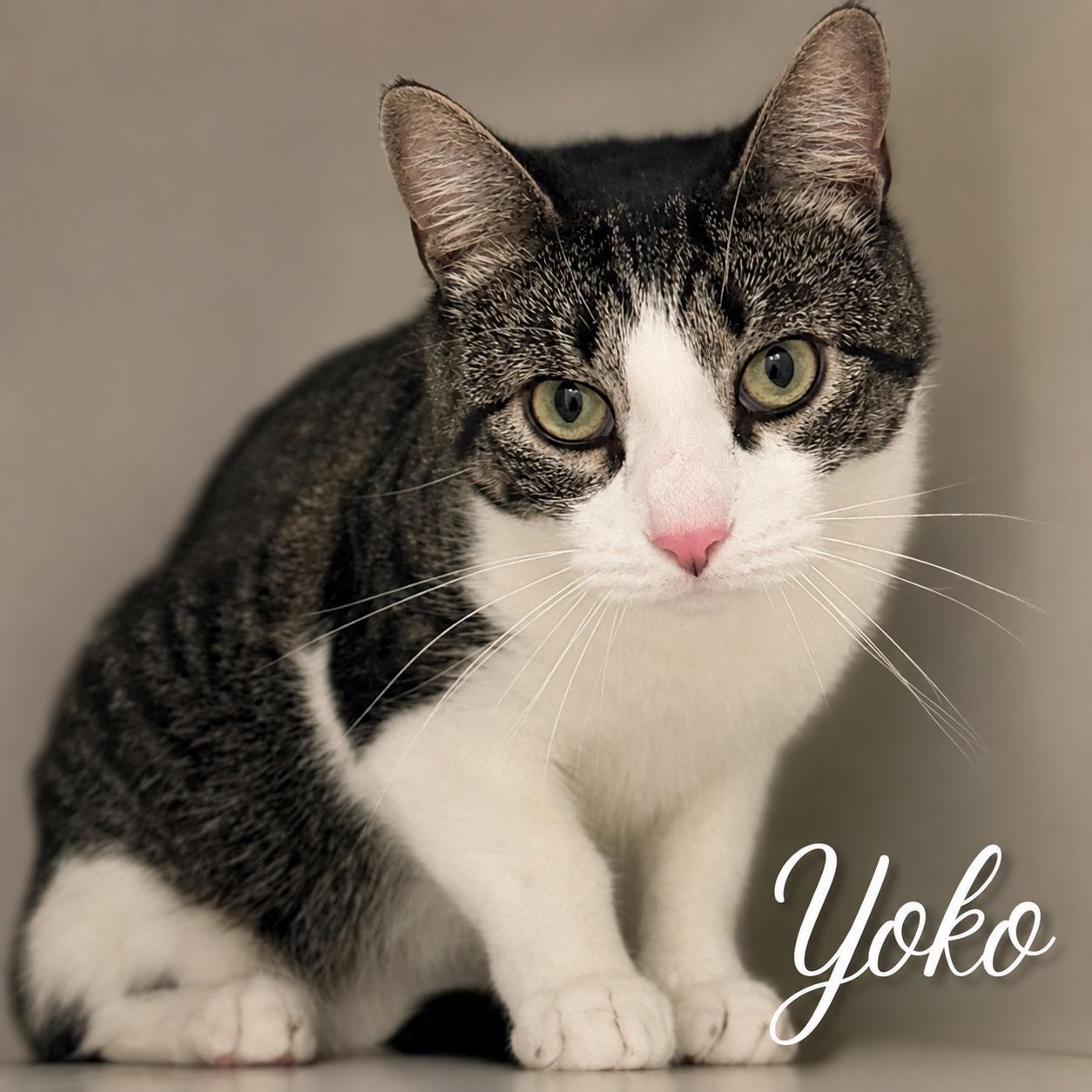 Yoko, adopted, Young Female Domestic Short Hair.