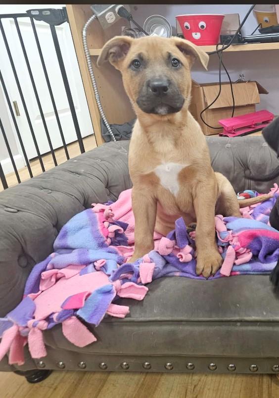 Enlarge Mr. Potato Head, a ADOPTABLE mixed breed in St. Louis, MO image 2/2