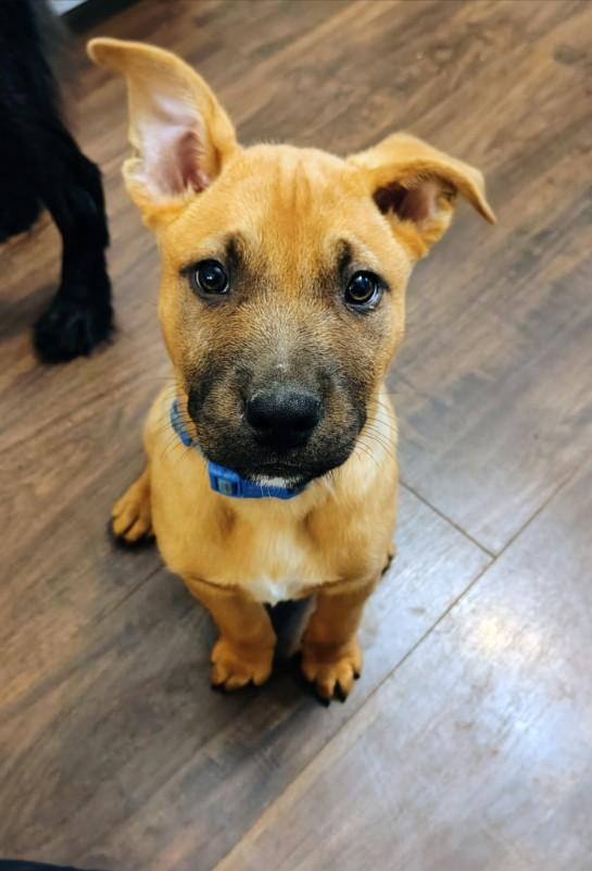 Mr. Potato Head, ADOPTABLE, Puppy Male Mixed Breed.