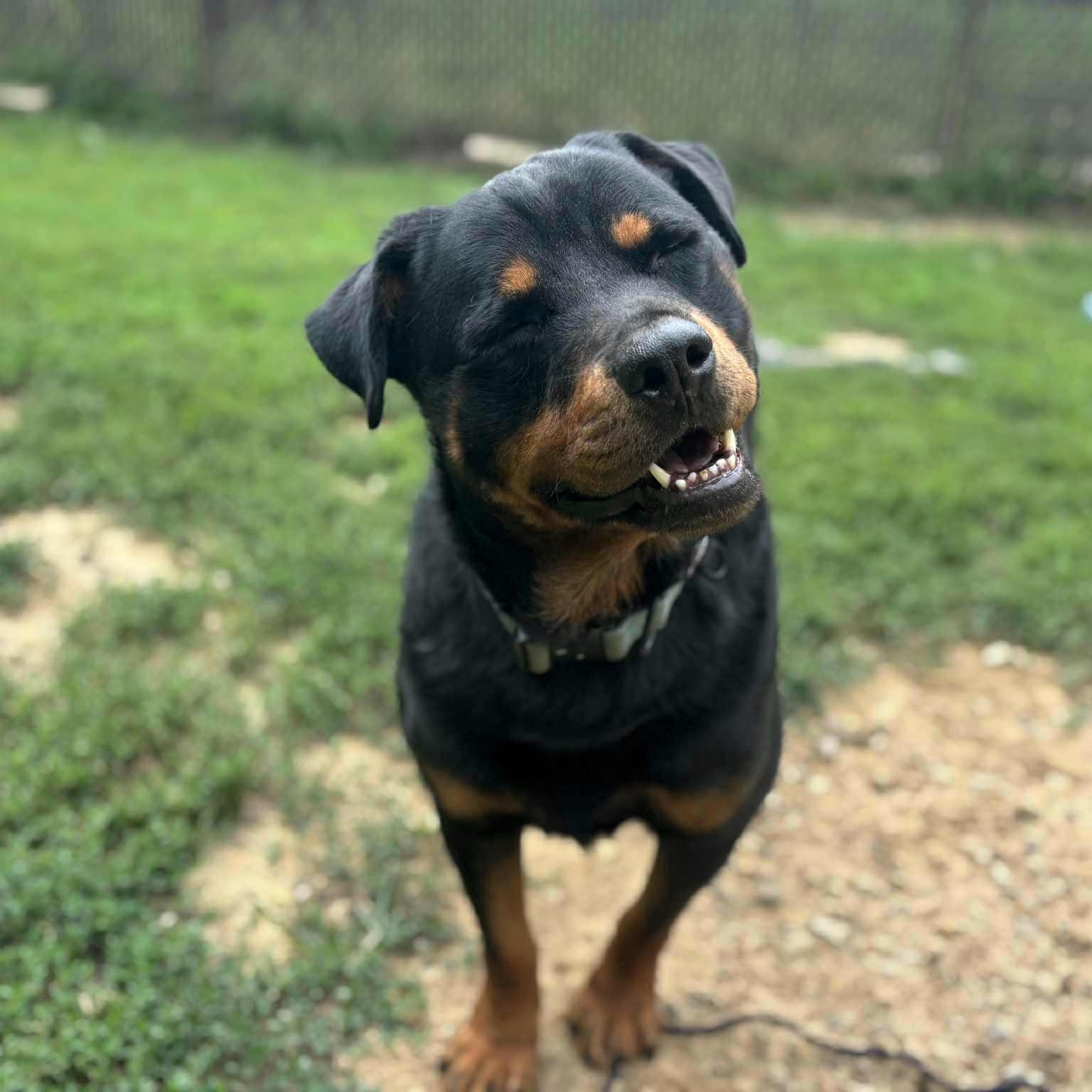 Enlarge Brisket, an adopted Rottweiler in Quincy, IL image 4/4