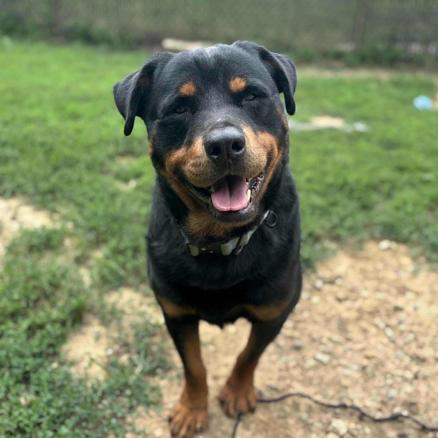Enlarge Brisket, an adopted Rottweiler in Quincy, IL image 1/4