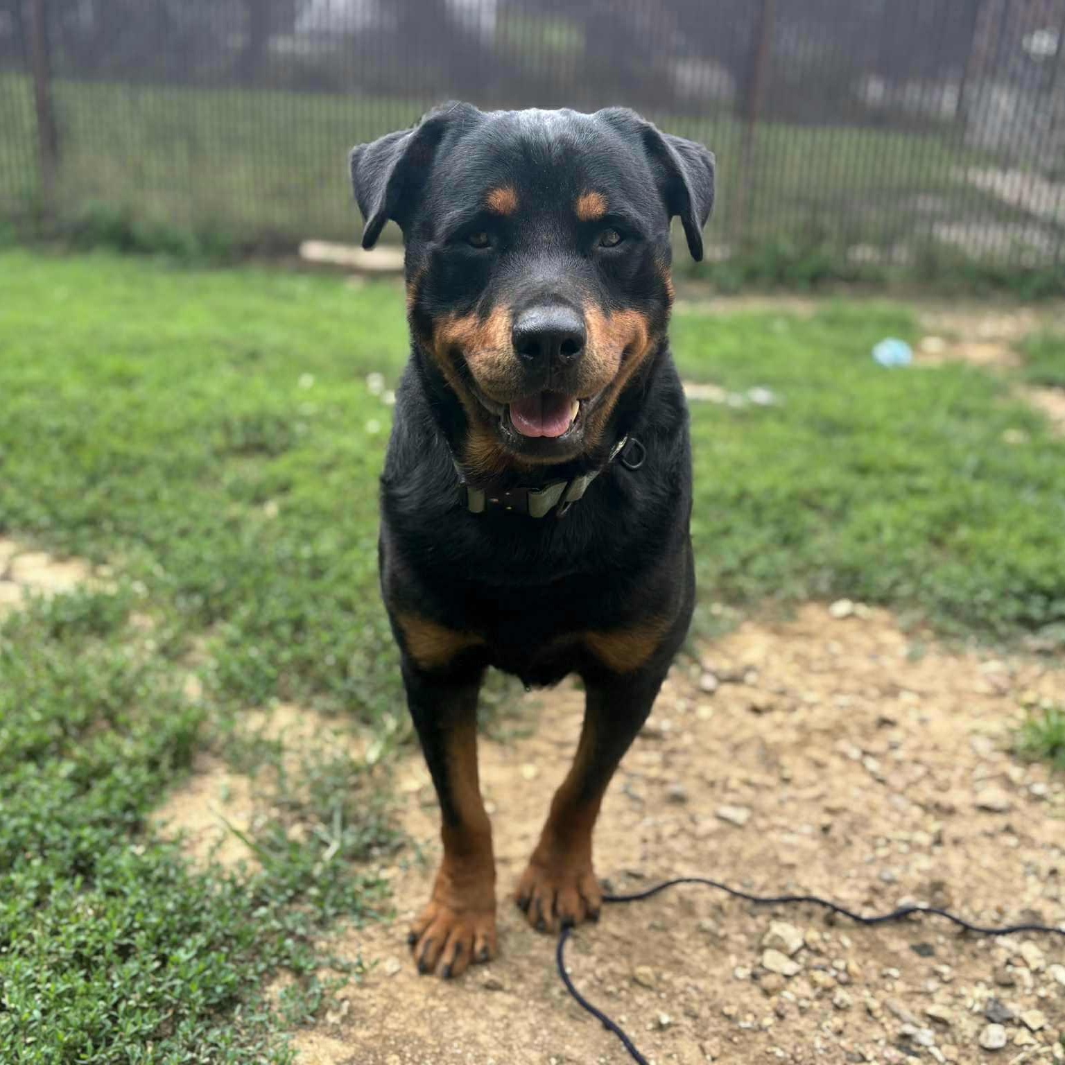 Enlarge Brisket, an adopted Rottweiler in Quincy, IL image 2/4