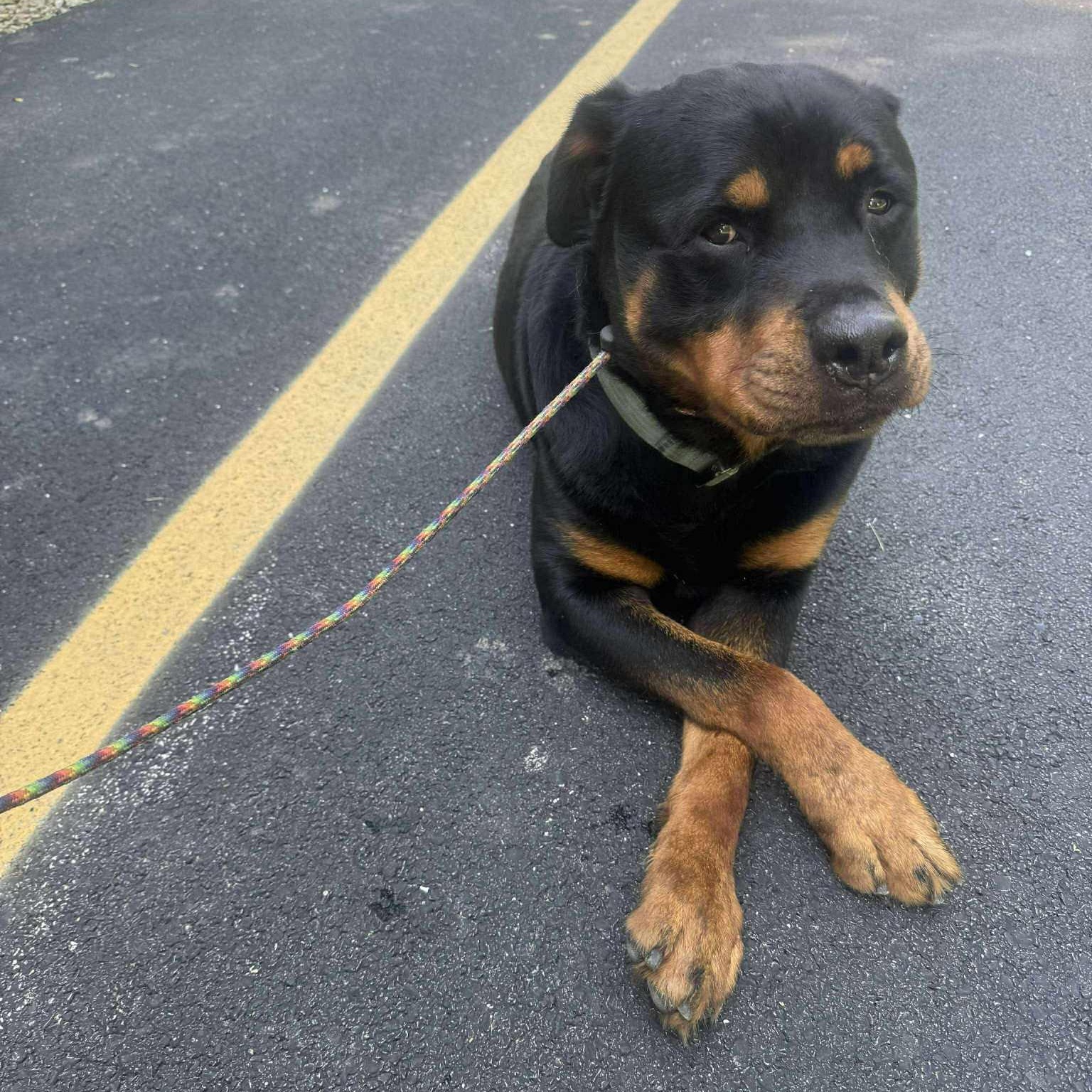 Enlarge Brisket, an adopted Rottweiler in Quincy, IL image 3/4