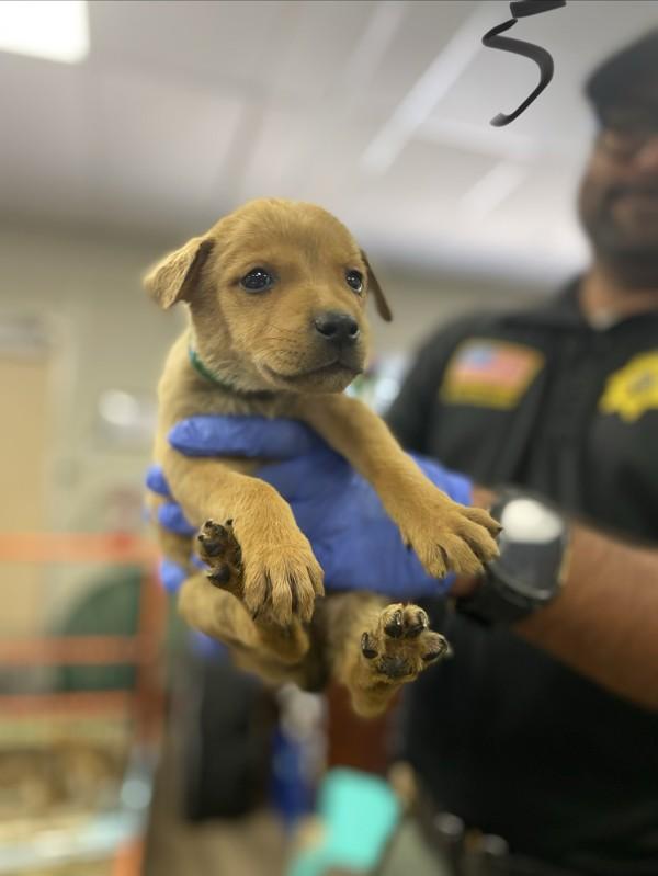 Enlarge Lucille, a Adoptable mixed breed in Victorville, CA image 1/1