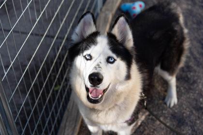 Oreo, Adoptable, Adult Female Siberian Husky & Mixed Breed.