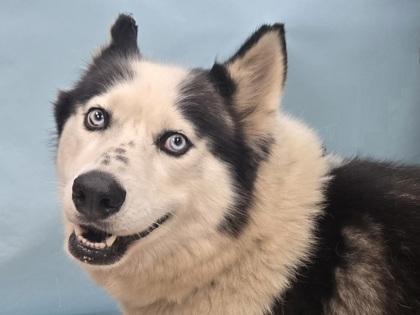 Enlarge Oreo, a Adoptable mixed breed in Coon Rapids, MN image 2/3