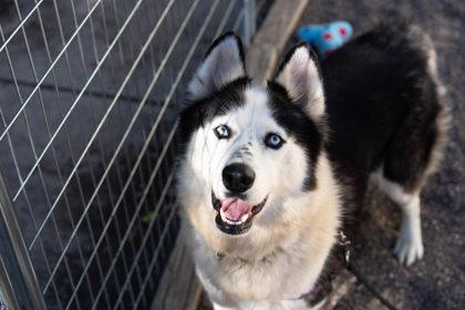 Enlarge Oreo, a Adoptable mixed breed in Coon Rapids, MN image 3/3