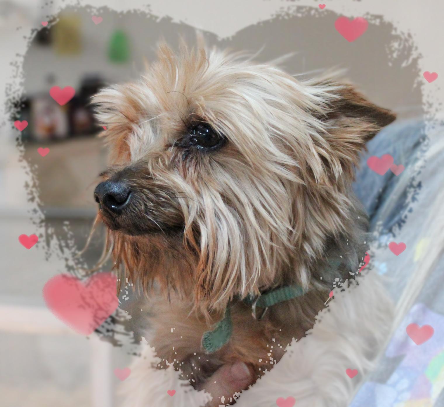 Zara, a Adoptable Yorkshire Terrier in Amelia, OH image 1/2