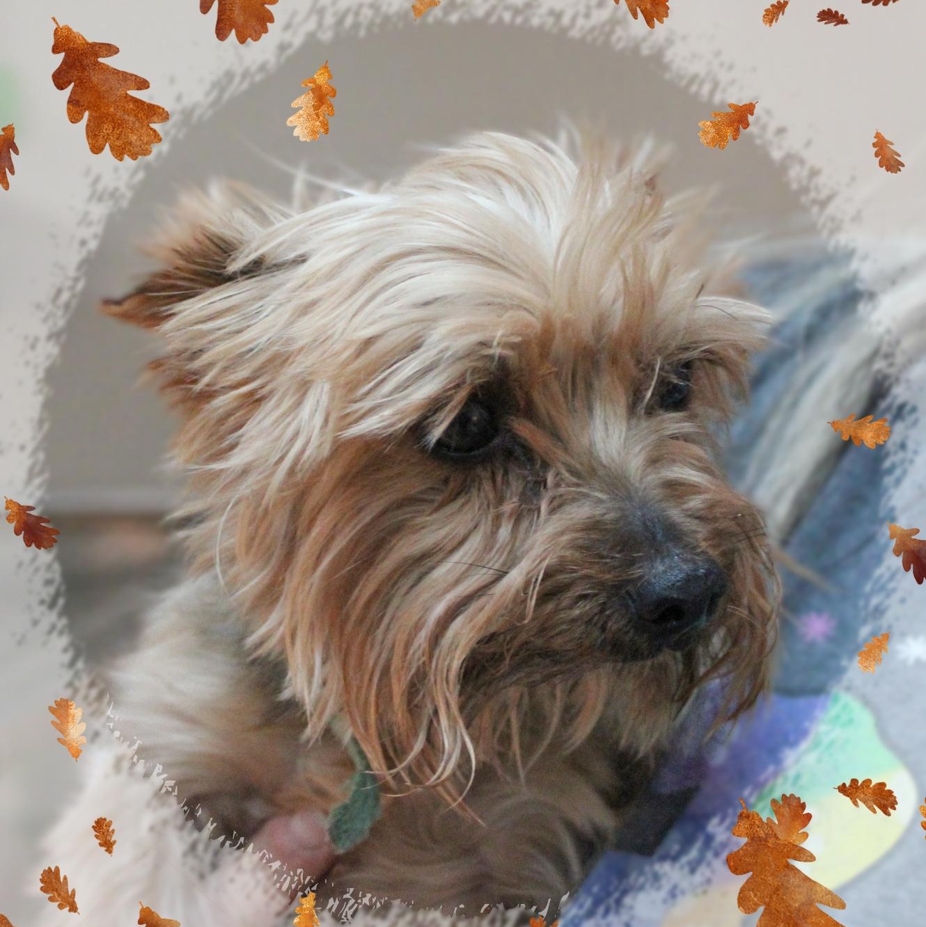 Zara, a Adoptable Yorkshire Terrier in Amelia, OH image 2/2