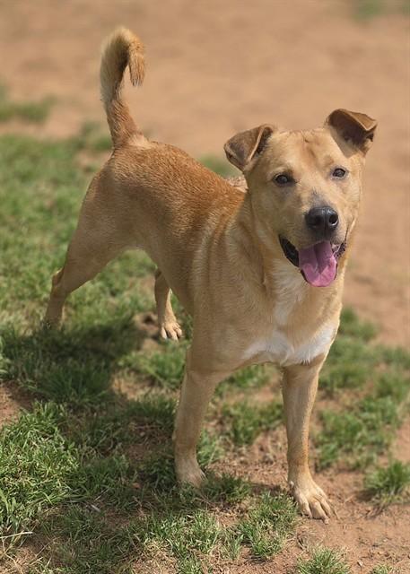 Enlarge POOH, a Adoptable Labrador Retriever in York, SC image 1/1