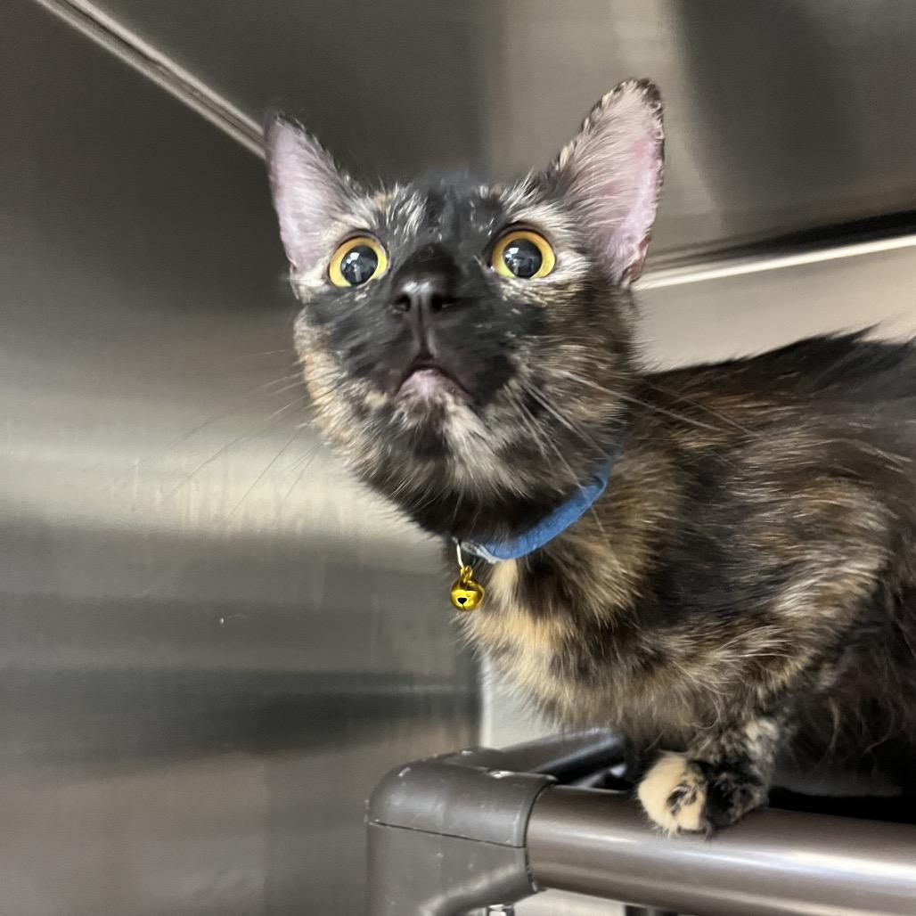 Charli, Adoptable, Adult Female Domestic Long Hair.