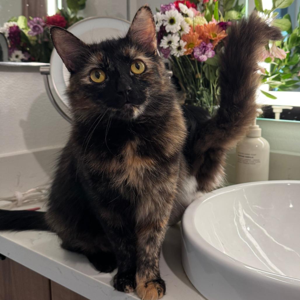 Enlarge Charli, a Adoptable Domestic Long Hair in Las Vegas, NV image 2/4