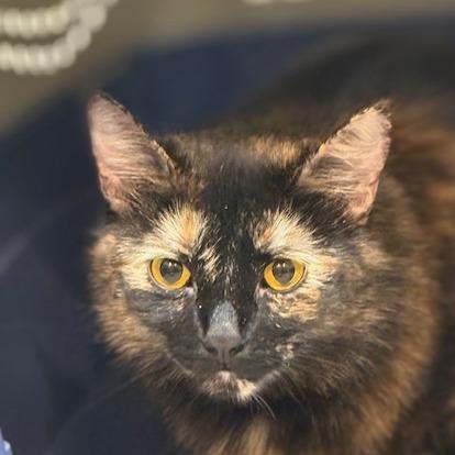 Enlarge Charli, a Adoptable Domestic Long Hair in Las Vegas, NV image 3/4