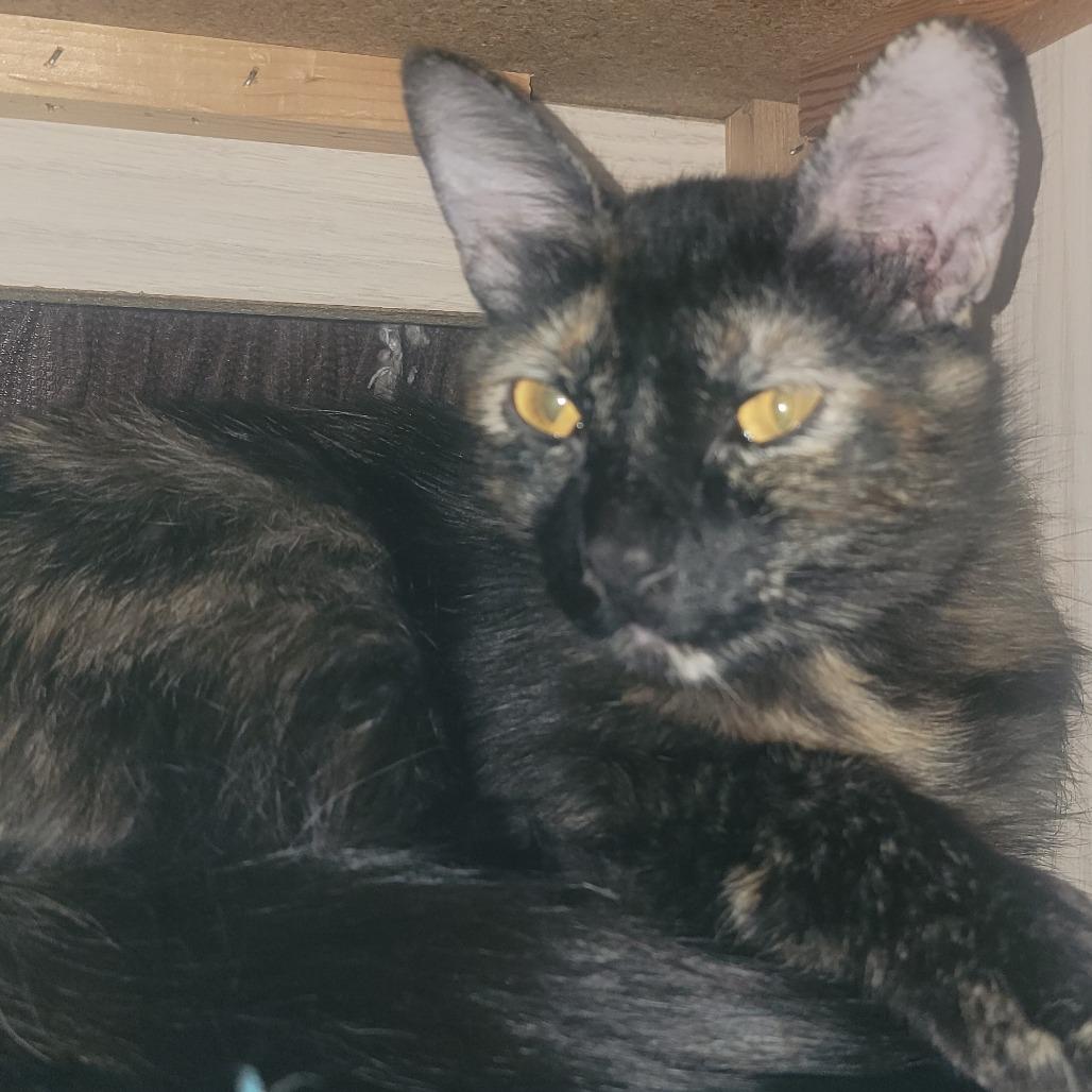 Enlarge Charli, a Adoptable Domestic Long Hair in Las Vegas, NV image 4/4