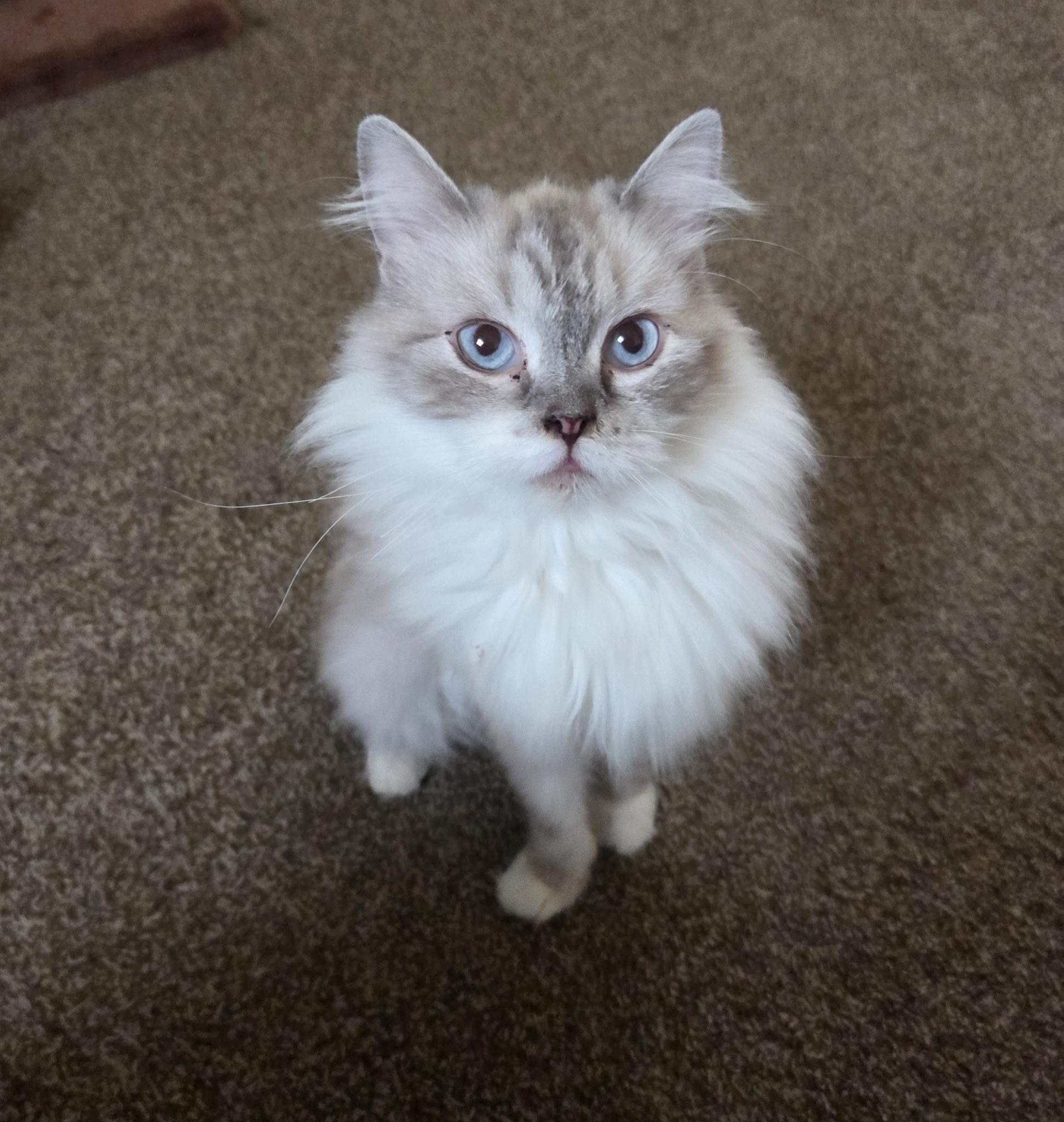 Enlarge Heather, a Adoptable Ragdoll in Carnegie, OK image 2/2