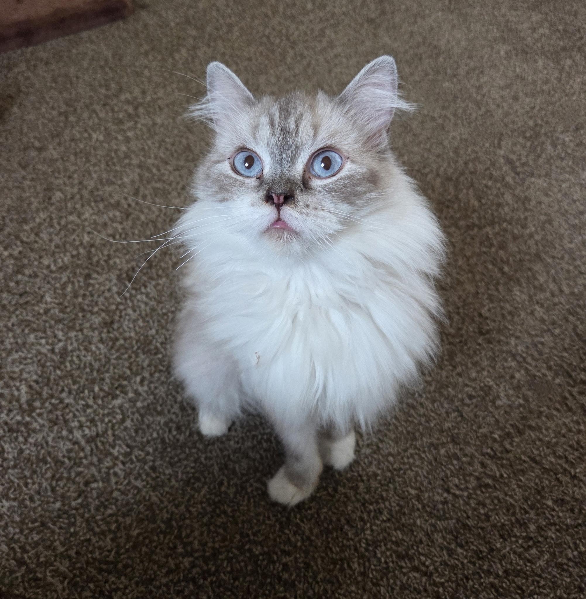 Heather, Adoptable, Adult Female Ragdoll.