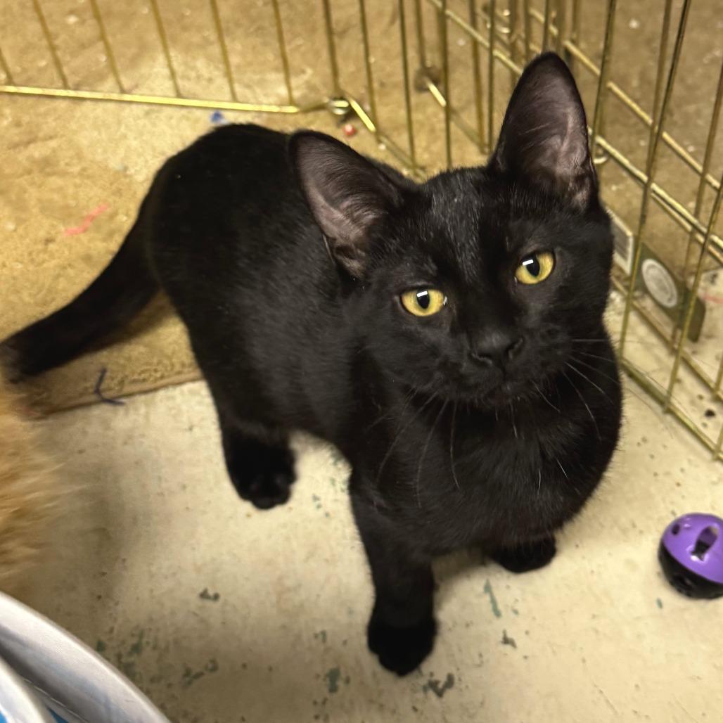 Wednesday, Adoptable, Kitten Female Domestic Short Hair.